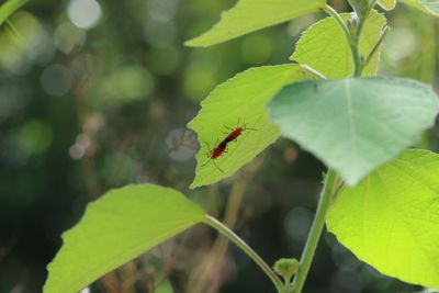 Close-up of a insect on plant