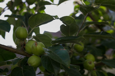 Close-up of fruit growing on tree