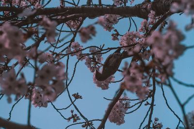 Low angle view of cherry blossoms on tree