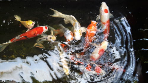 Koi carps swimming in sea