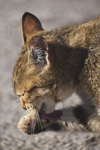 Portrait of a cat