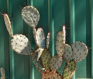 Close-up of prickly pear cactus