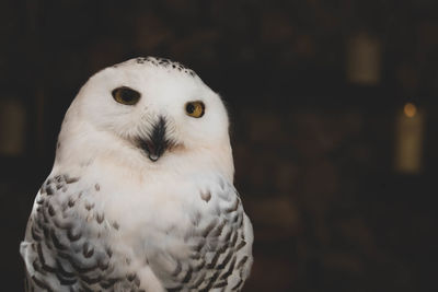 Close-up portrait of owl