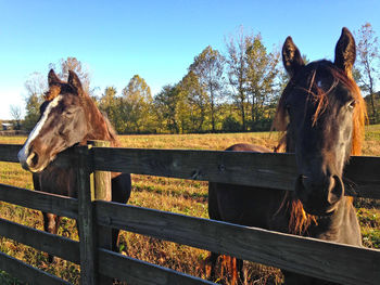 Horse in stable