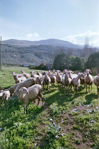 Flock of a sheep