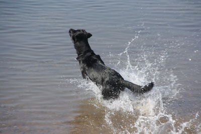 Dog running in the sea