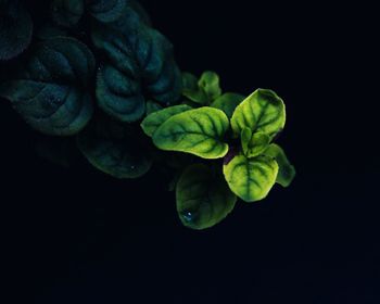 Close-up of plant against black background