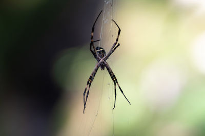 Close-up of spider on web