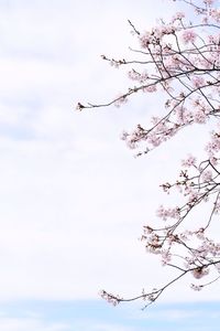 Low angle view of tree against sky