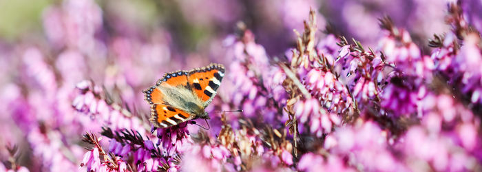 Butterfly pollinating on purple flower