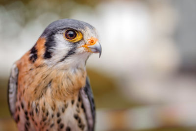 Close-up of owl