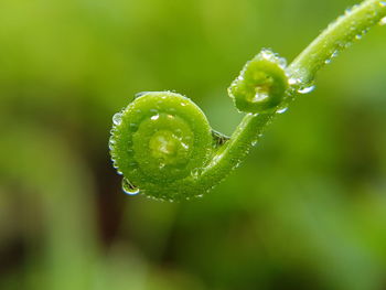 Close-up of wet flower bud