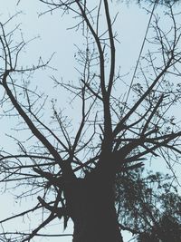 Low angle view of tree against sky