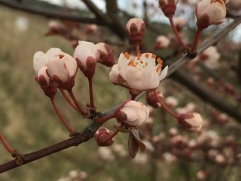 Close-up of pink cherry blossoms in spring