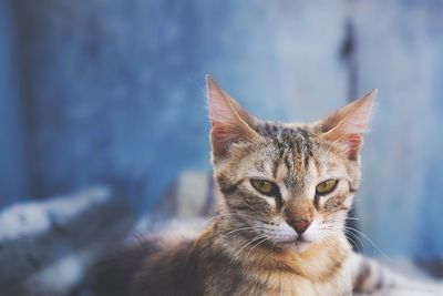 Portrait of cat lying outdoors