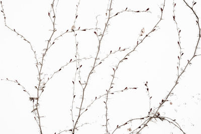 Low angle view of bare tree against clear sky
