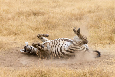 Zebras running in a meadow