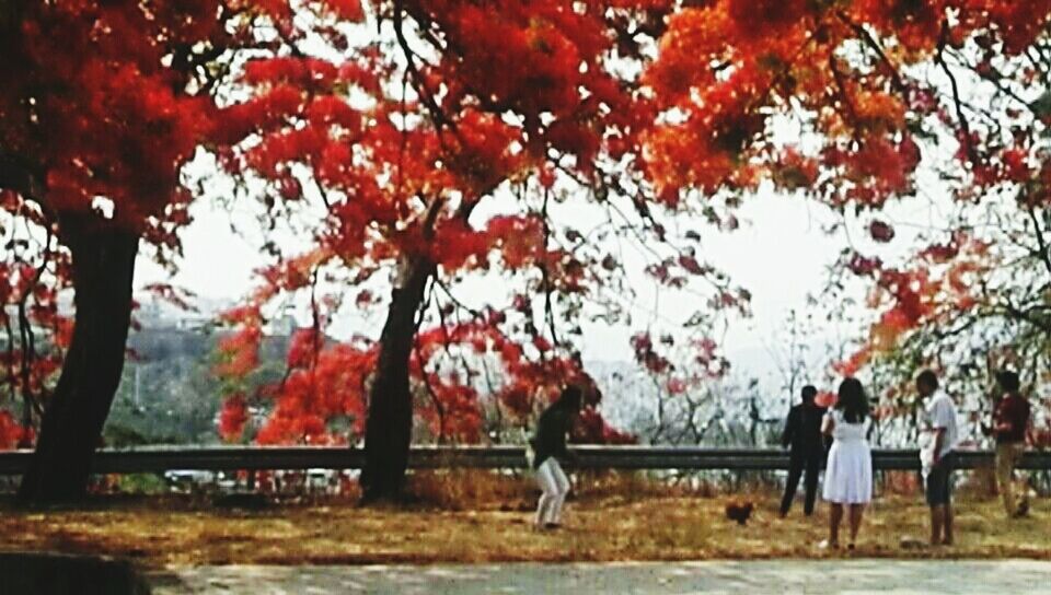 tree, plant, autumn, growth, day, change, nature, branch, beauty in nature, focus on foreground, park, incidental people, outdoors, park - man made space, leaf, landscape, real people, field, plant part, tranquility, autumn collection