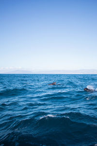 Scenic view of sea against clear sky with whales