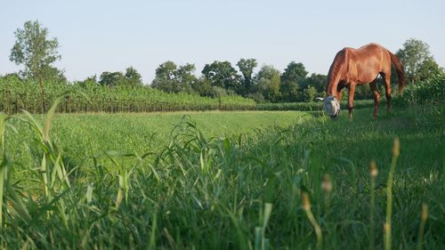 pasture