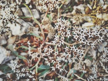 Close-up of snow on plant