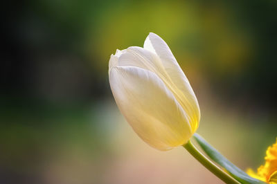 Close-up of white flowering plant