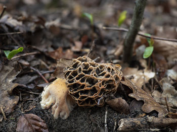 Close-up of dried mushroom growing on field