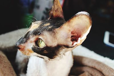 Close-up of a cat looking away