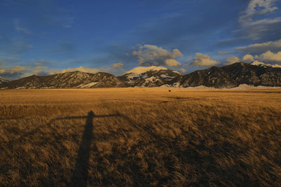 Elk in a field in front of fan mountain