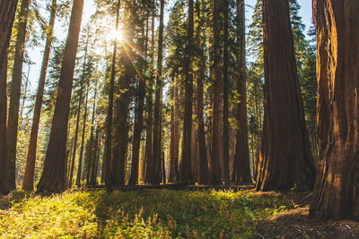 Sunlight streaming through trees in forest