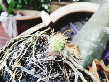 Close-up of succulent plant