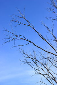 Low angle view of bare tree against clear blue sky