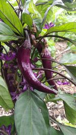 Close-up of lizard on plant