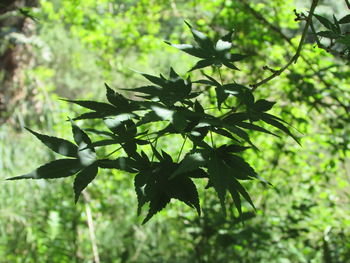 Close-up of green leaves