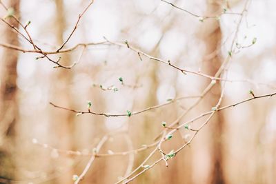 Close-up of twigs