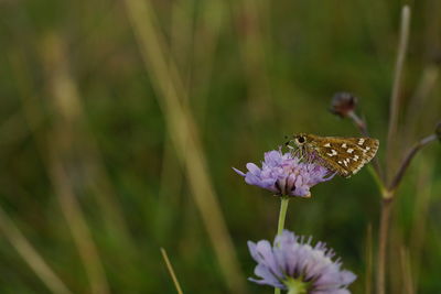 Close-up of butterfly pollinating on purple flower