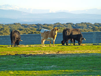 Cows on field against sky