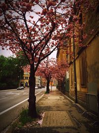 Road along trees