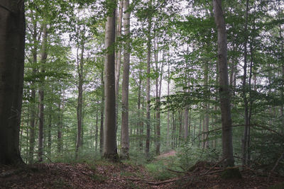 Low angle view of bamboo trees in forest