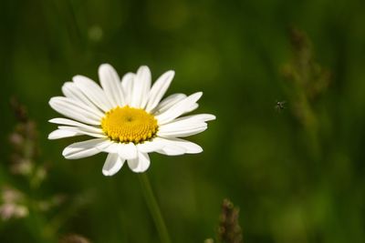 Close-up of insect on yellow flower