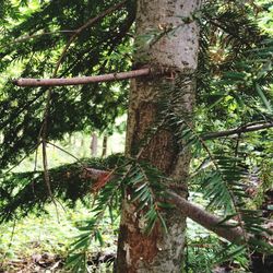 Low angle view of trees in forest