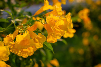 Close-up of yellow flowering plant