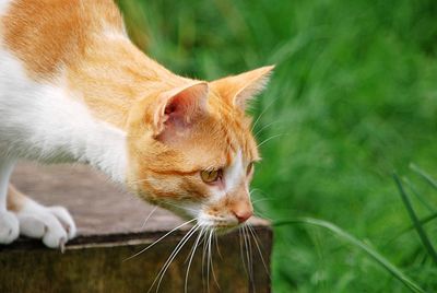 Close-up of a cat looking away