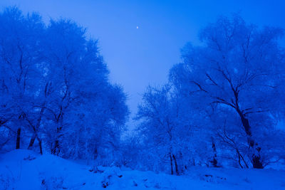 Bare trees on snow covered land against blue sky