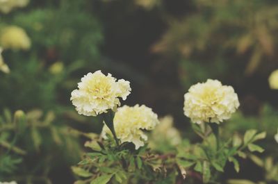 Close-up of white flowering plant