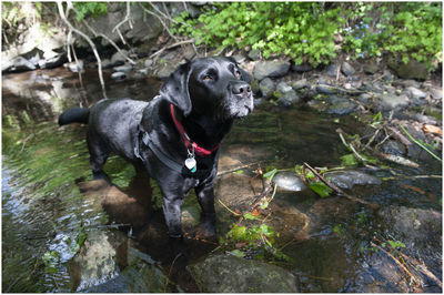 Black dog looking away while standing on rock