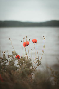 Close-up of red flowering plant in lake