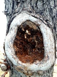 Close-up of tree trunk