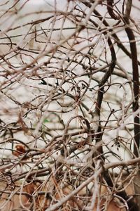 Close-up of dry plants in winter