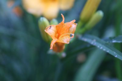 Close-up of flower